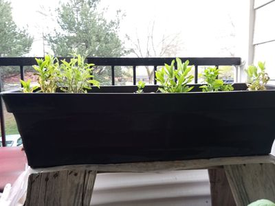 Large black rectangular herb planter 3 feet by 9 inches high by10 1/2 inches wide