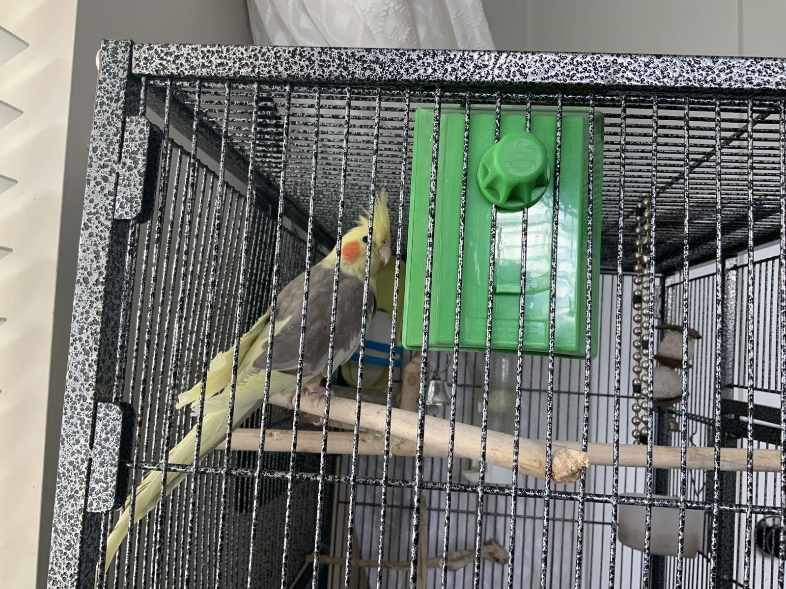 Female cockatiel