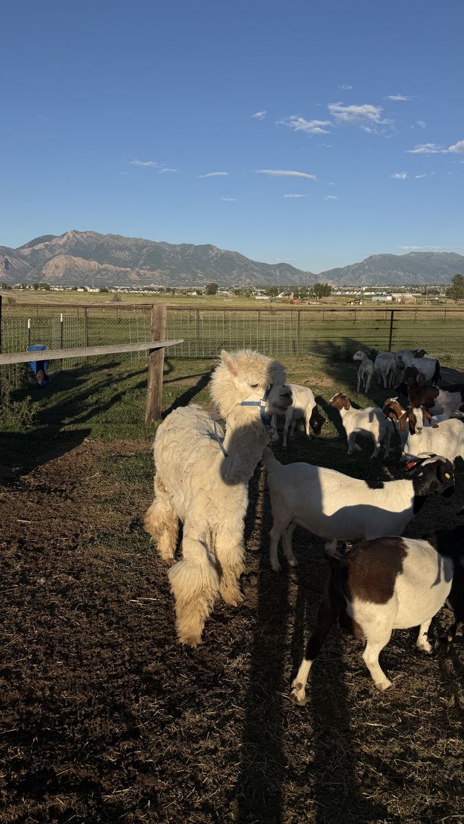 Alpaca male 