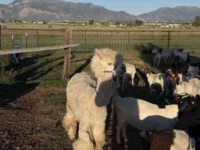 Alpaca male