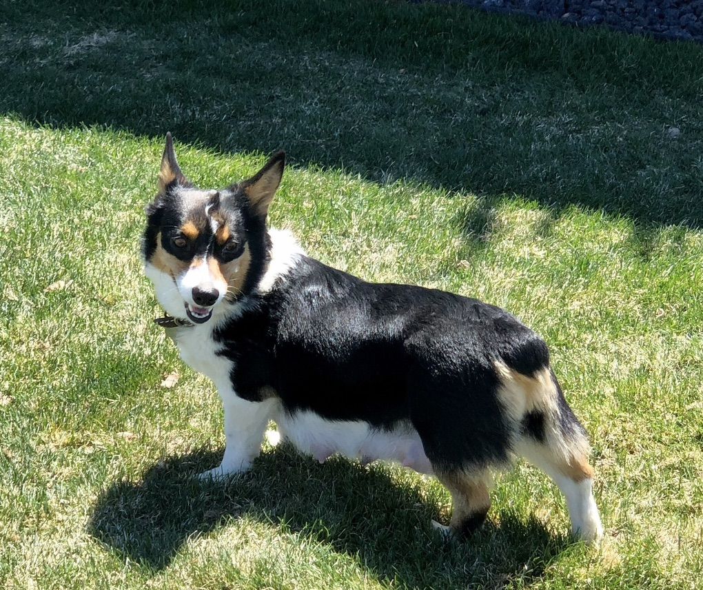 AKC Pembroke Welsh Corgi Girl