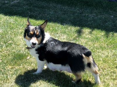 AKC Pembroke Welsh Corgi Girl