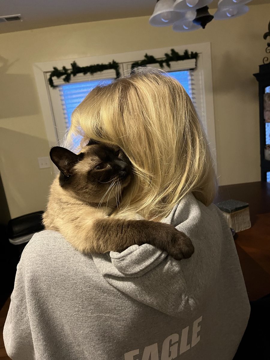 Female Siamese Cat
