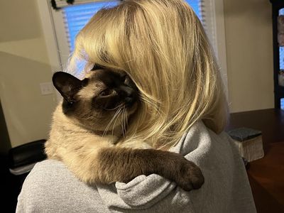 Female Siamese Cat