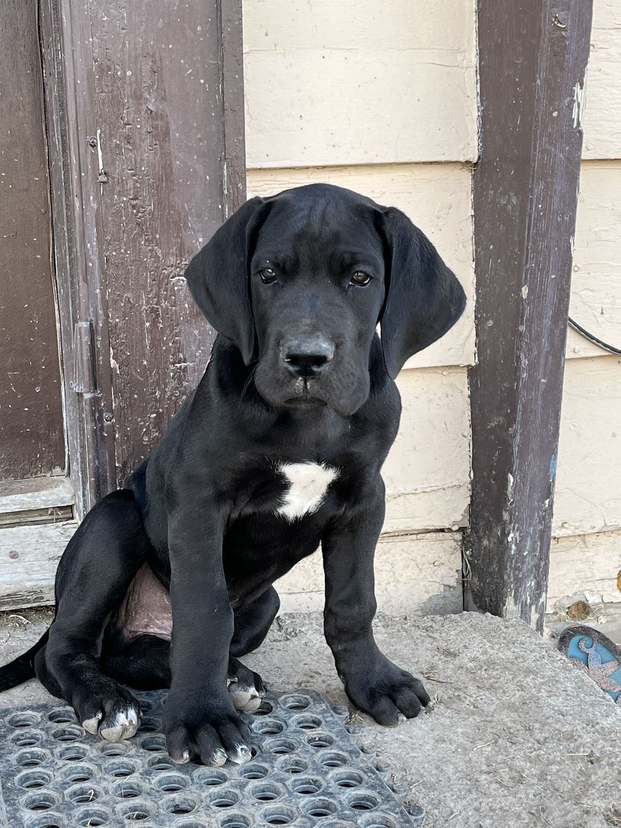 AKC GREAT DANE PUPPIES ready