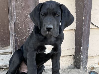 AKC GREAT DANE PUPPIES ready