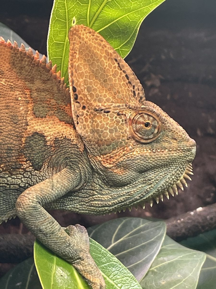 Male Veiled Chameleon