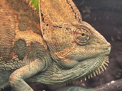 Male Veiled Chameleon