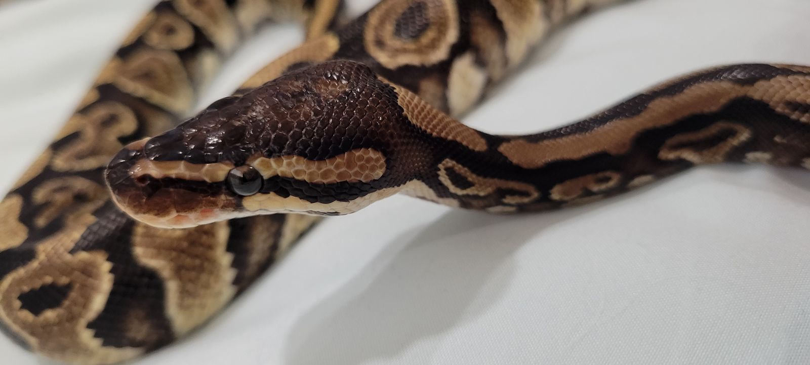 2 Year Old Female Ball Python + Enclosure