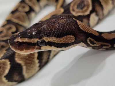 2 Year Old Female Ball Python + Enclosure