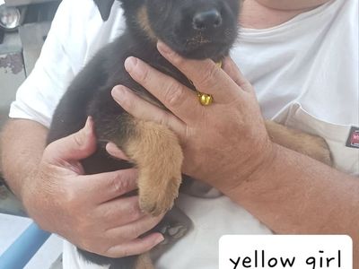 German Shepherd Puppies