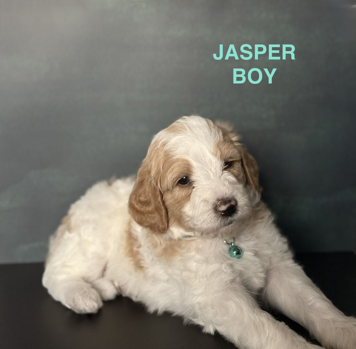 Adorable F1bb Mini Goldendoodles Puppies