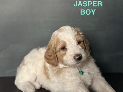 Adorable F1bb Mini Goldendoodles Puppies