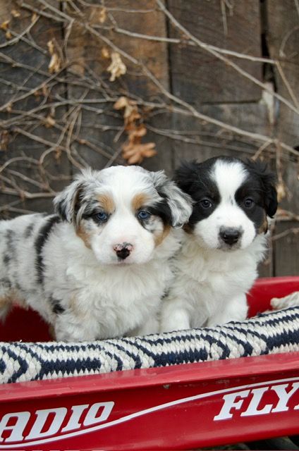 Australian Shepherd / Aussie Puppies