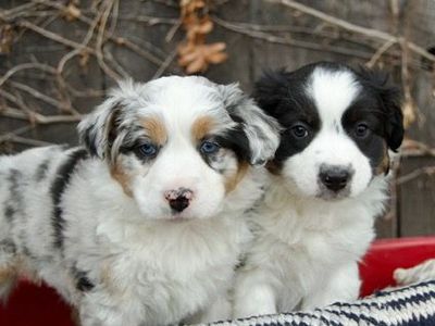 Australian Shepherd / Aussie Puppies