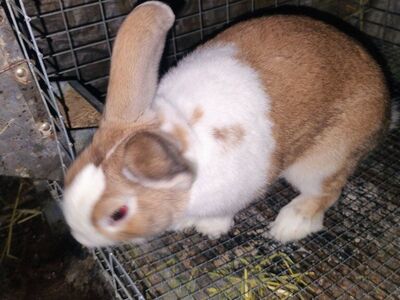 Mini Rex Bunny Rabbit