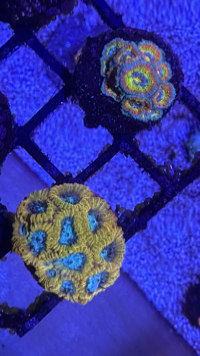 Coral Frags