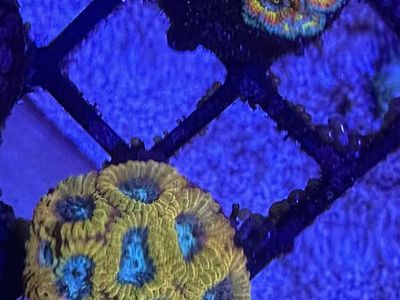 Coral Frags