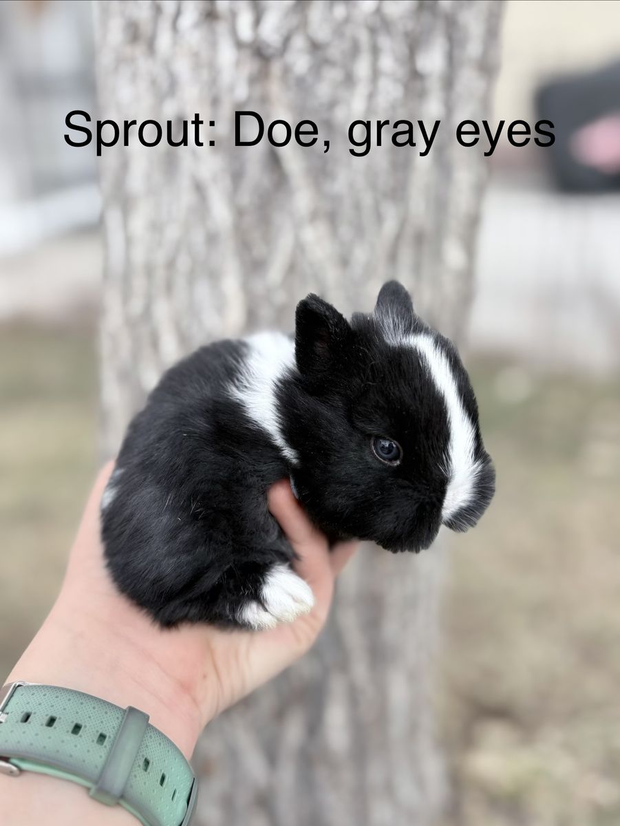 PP Netherland Dwarf Bunny Rabbit $150