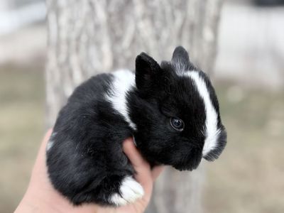 PP Netherland Dwarf Bunny Rabbit $150
