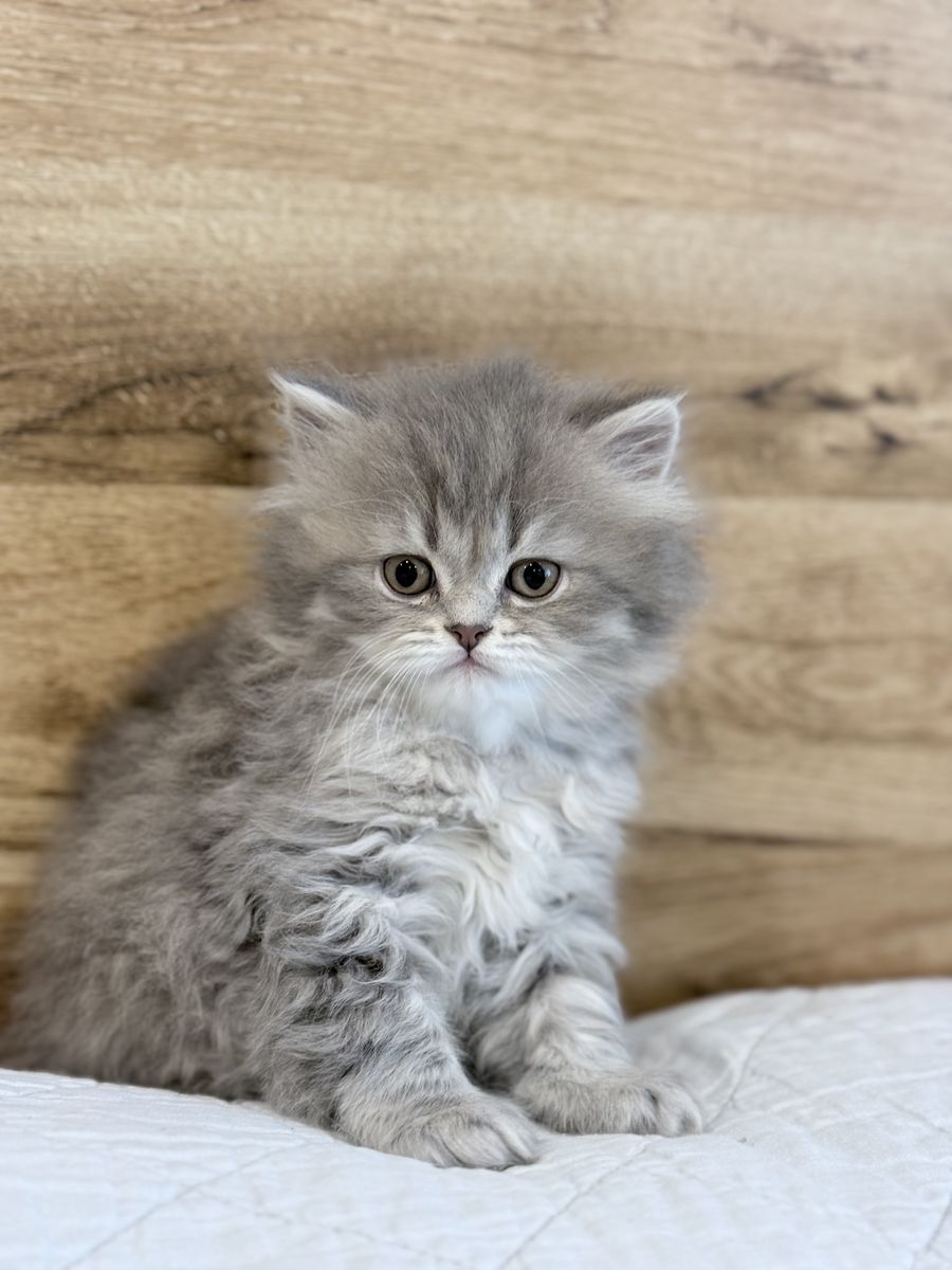 Pure Scottish Straight & Folded Kittens