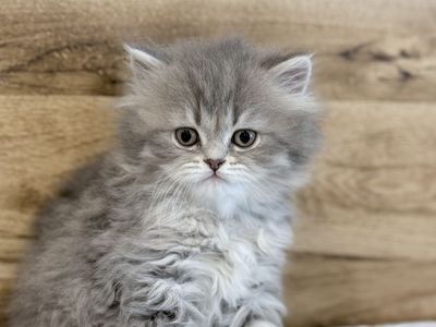Pure Scottish Straight & Folded Kittens