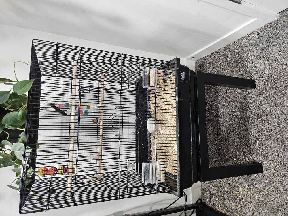 Pair of Zebra Finches
