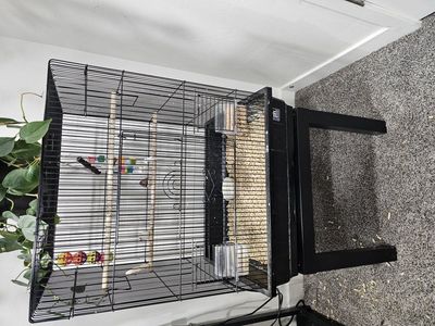 Pair of Zebra Finches