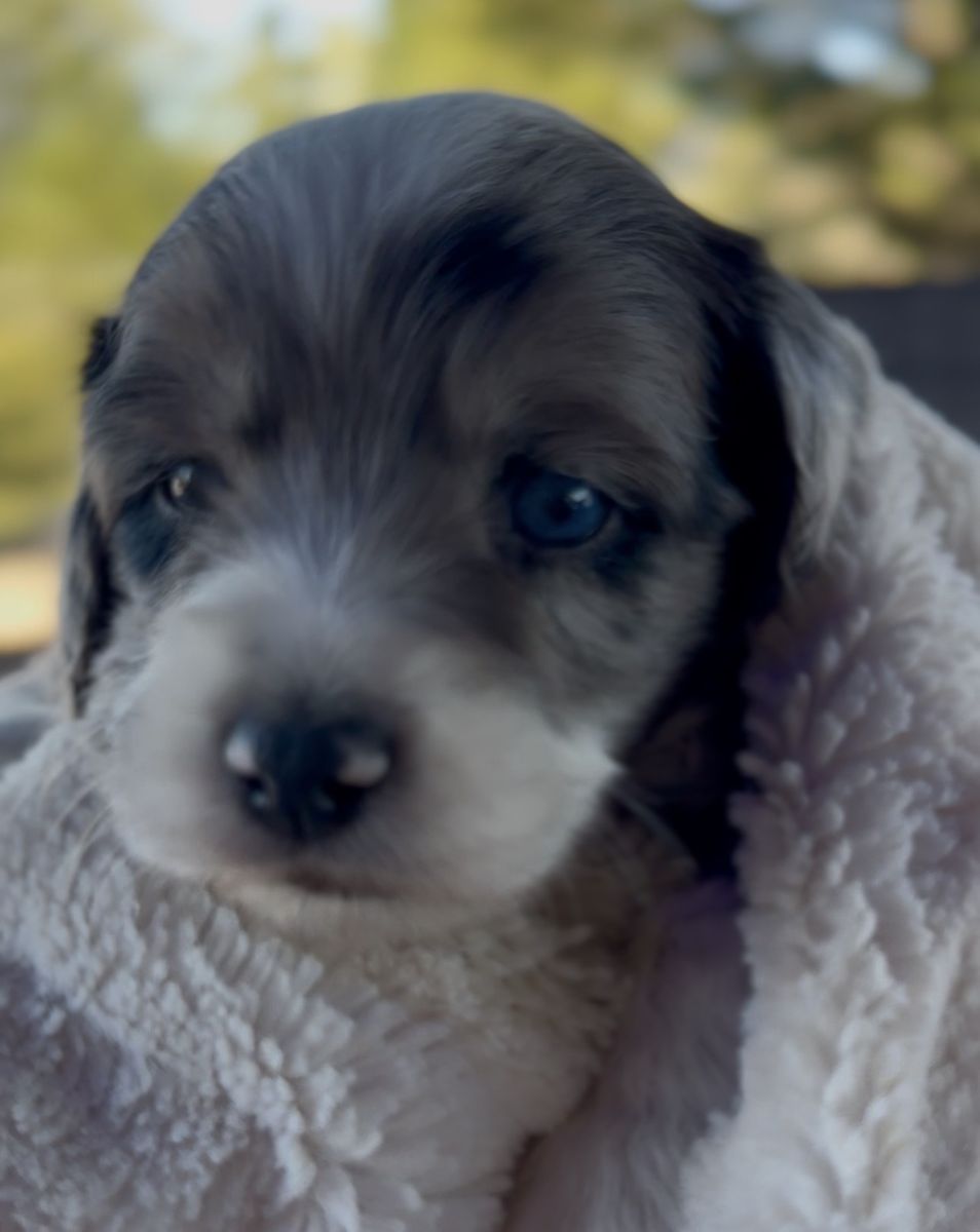 Mini Aussiedoodles