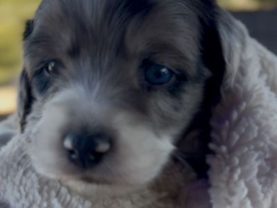 Mini Aussiedoodles