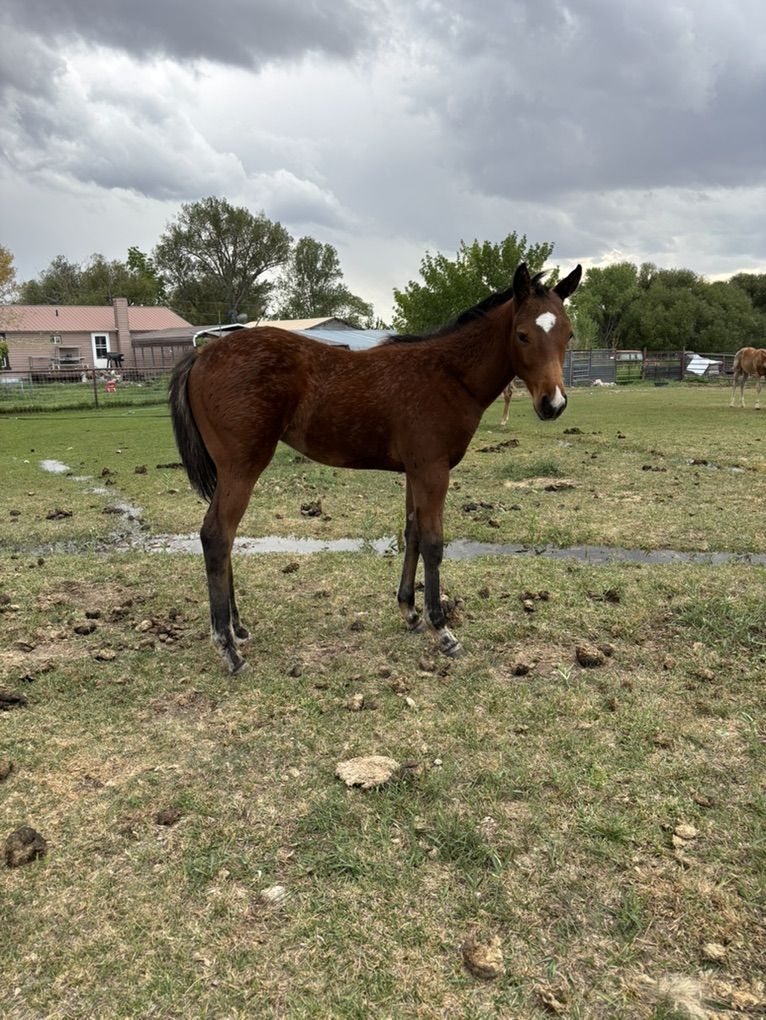 Aqha Bay Stud Colt