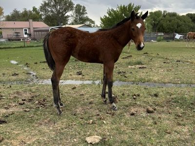 Aqha Bay Stud Colt