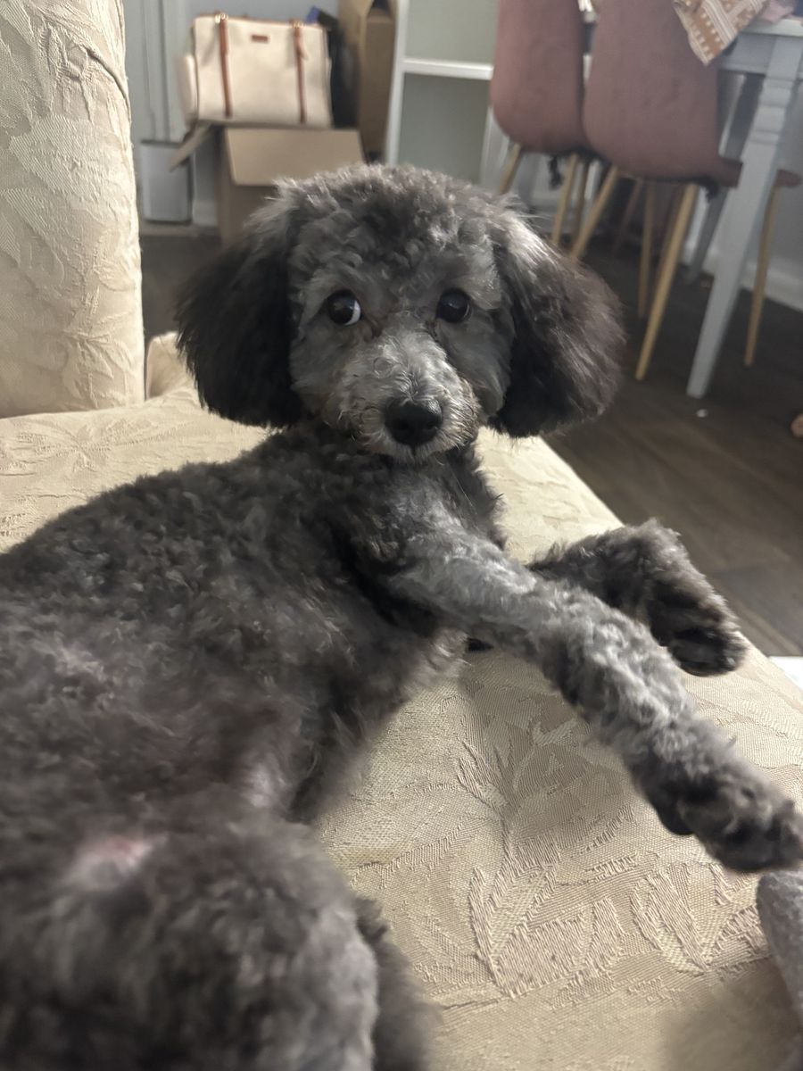 Sweet 9-Month-Old Mini Poodle Looking for Her Forever Home