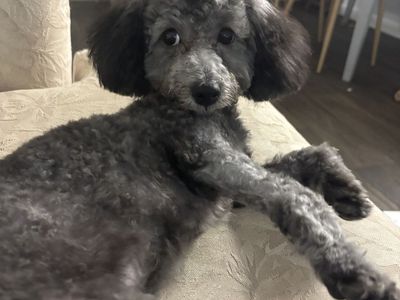 Sweet 9-Month-Old Mini Poodle Looking for Her Forever Home