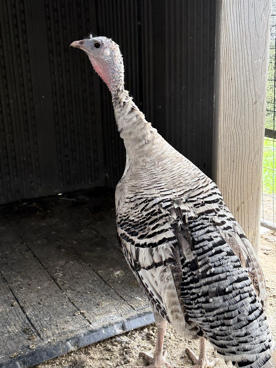 Narragansett Turkey Hen