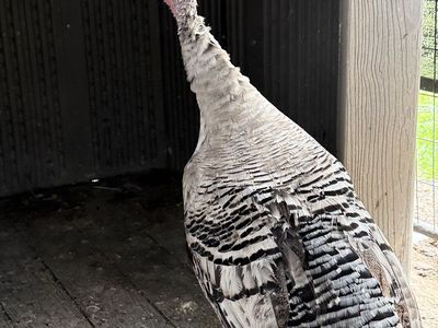 Narragansett Turkey Hen
