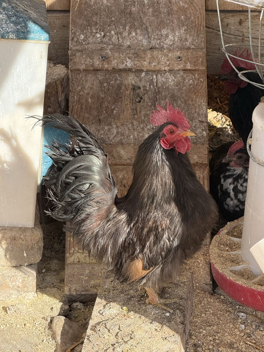 Serama Bantam Chickens