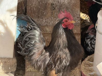Serama Bantam Chickens