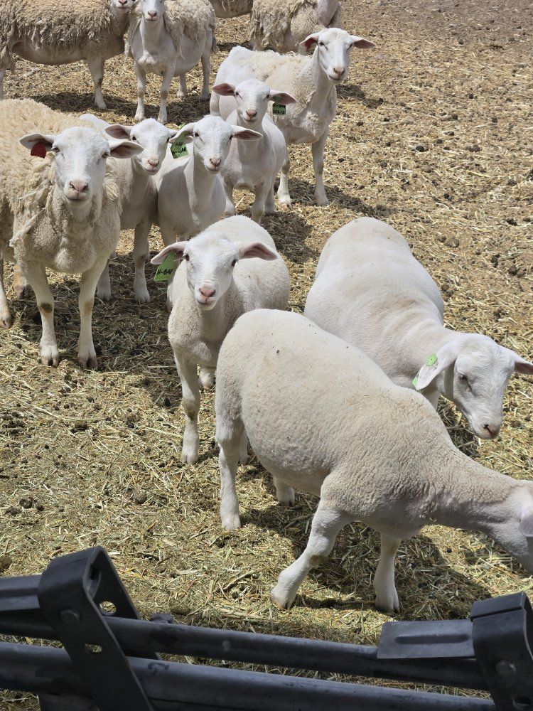 Fullblood Dorper Ewe Lambs