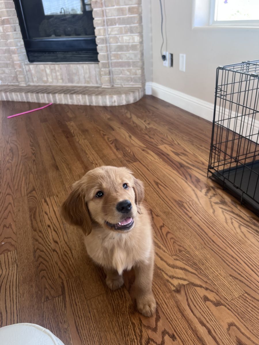 Red Golden Retriever puppy