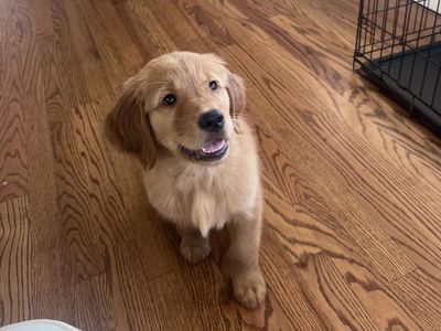 Red Golden Retriever puppy