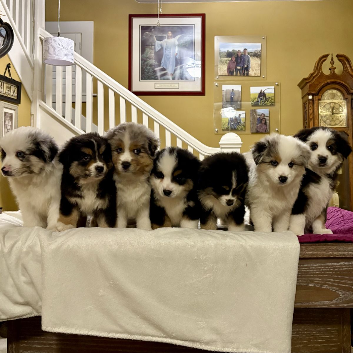 Registered Mini Aussie Pups