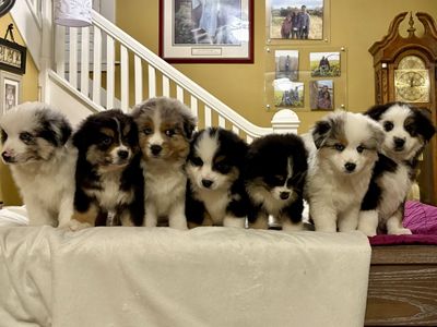 Registered Mini Aussie Pups