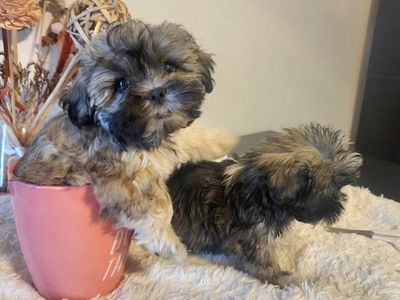 Shit Tzu puppies super smart and cute