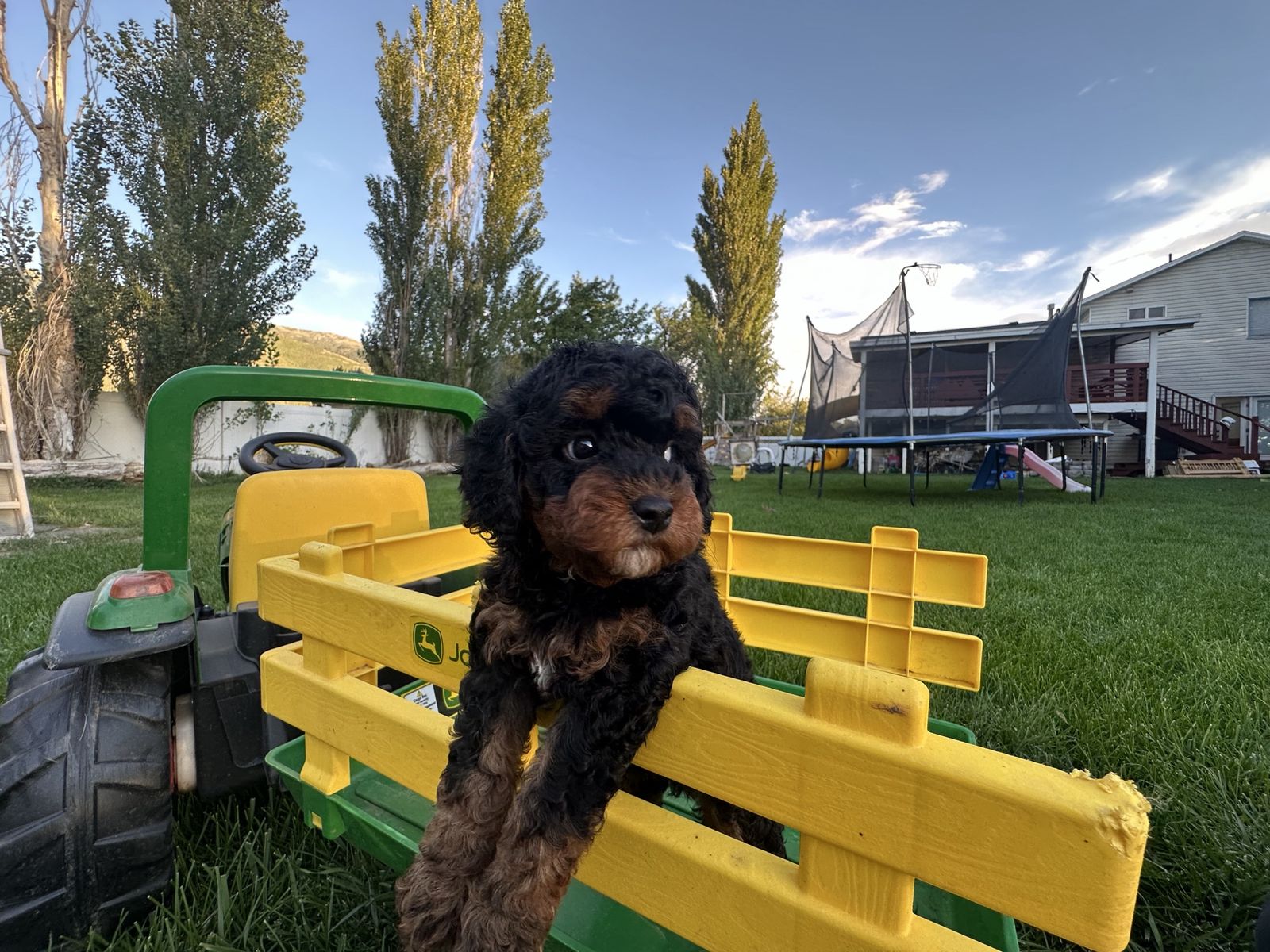 Adorable Cavapoo Puppies Available - Playful and Healthy and perfect family temperaments ! 