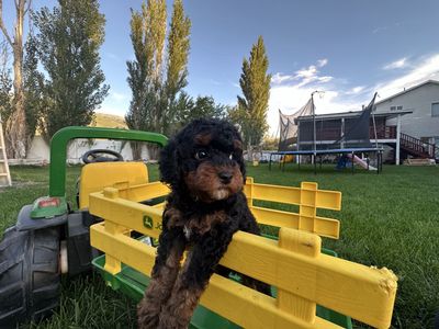 Adorable Cavapoo Puppies Available - Playful and Healthy and perfect family temperaments !