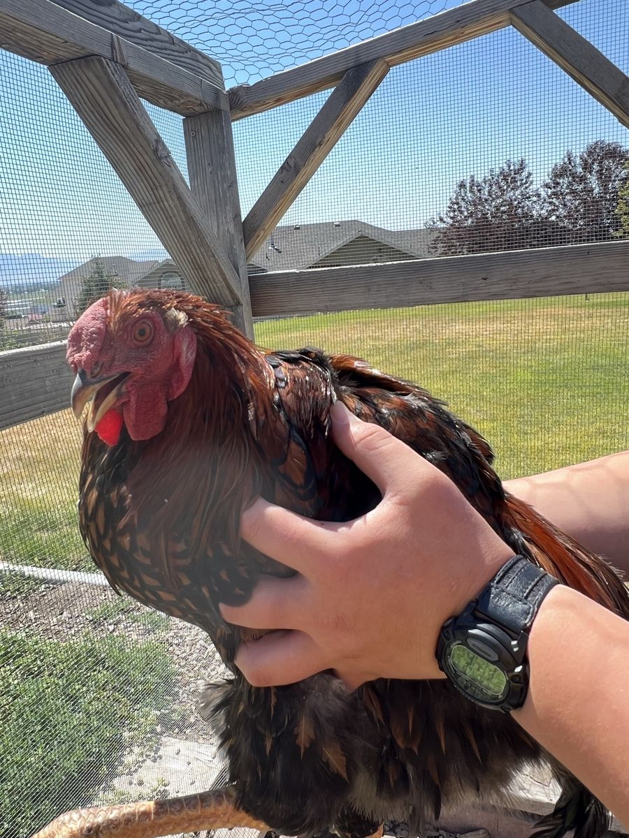 Free Rooster