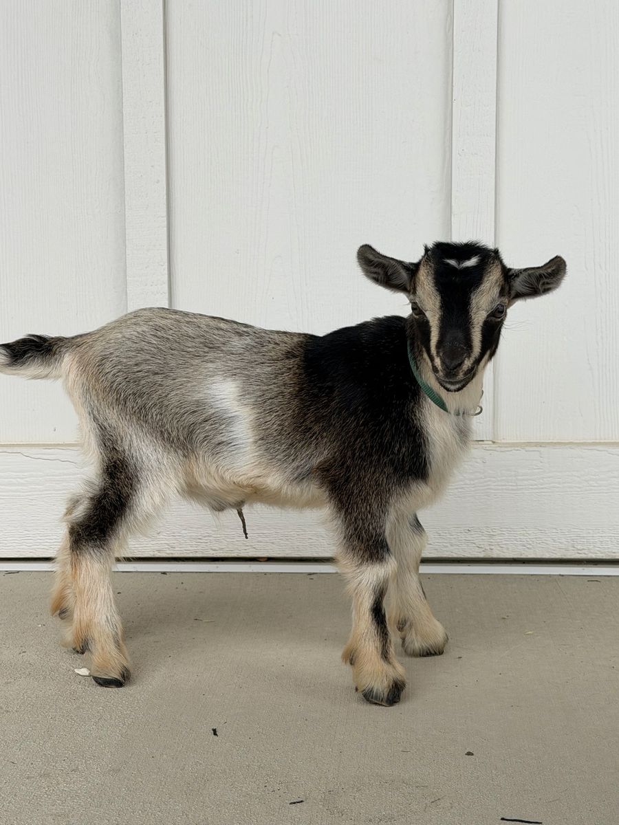 Tricolor-Nigerian Dwarf Baby Goats