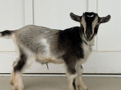 Tricolor-Nigerian Dwarf Baby Goats