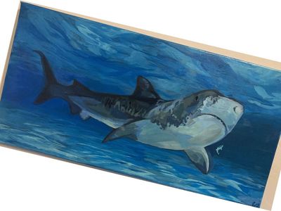 Shark painting finished with glossy varnish
